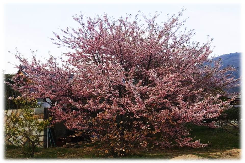 画像: 光明寺に咲く桜